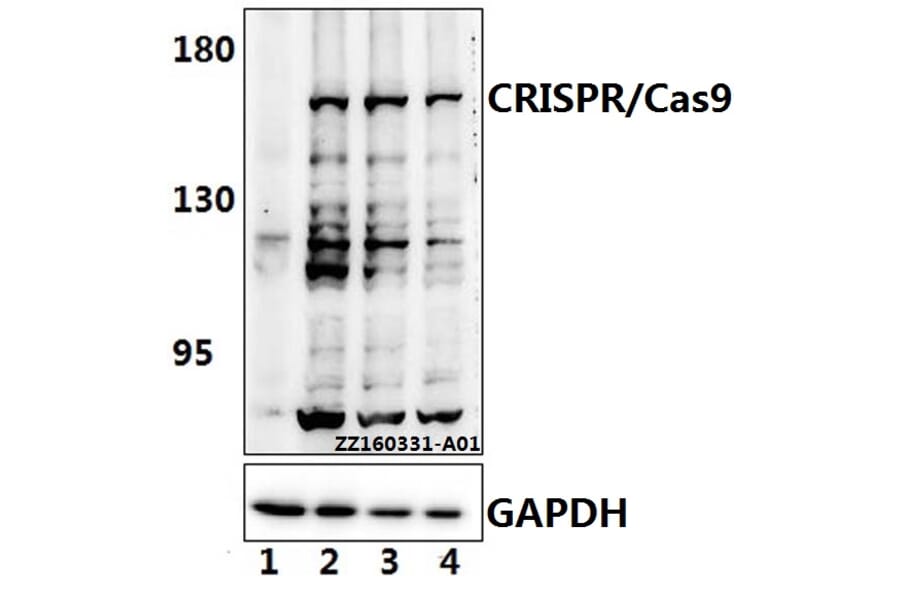 Anti-CRISPR/Cas9 (R780) Antibody from Bioworld Technology (AP6037) - Antibodies.com