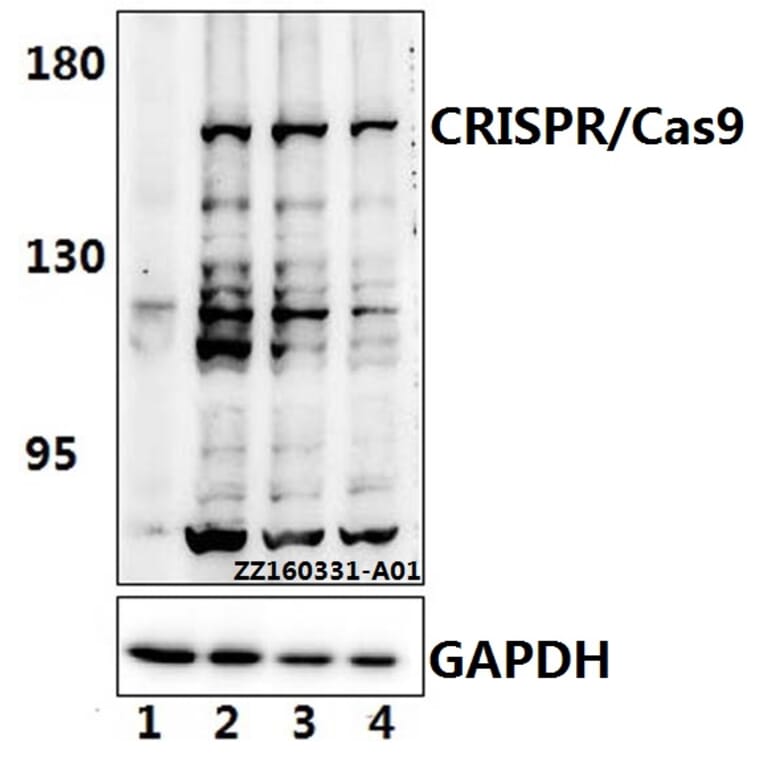 Anti-CRISPR/Cas9 (R780) Antibody from Bioworld Technology (AP6037) - Antibodies.com