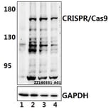 Anti-CRISPR/Cas9 (R780) Antibody from Bioworld Technology (AP6037) - Antibodies.com