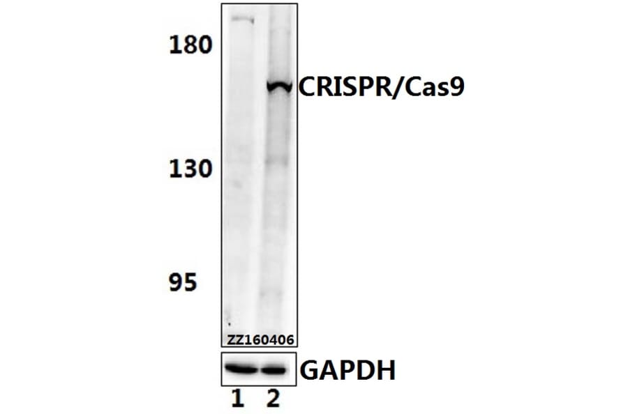 Anti-CRISPR/Cas9 (P860) Antibody from Bioworld Technology (AP6038) - Antibodies.com