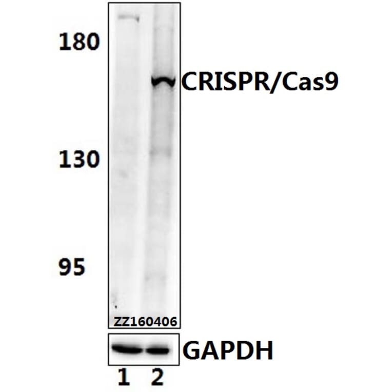 Anti-CRISPR/Cas9 (P860) Antibody from Bioworld Technology (AP6038) - Antibodies.com