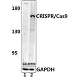 Anti-CRISPR/Cas9 (P860) Antibody from Bioworld Technology (AP6038) - Antibodies.com