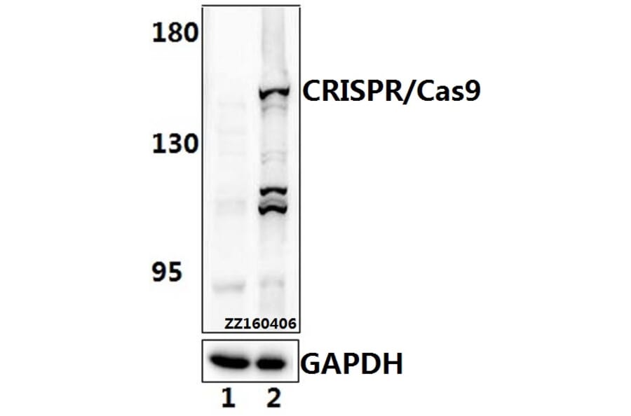 Anti-CRISPR/Cas9 (D1100) Antibody from Bioworld Technology (AP6039) - Antibodies.com