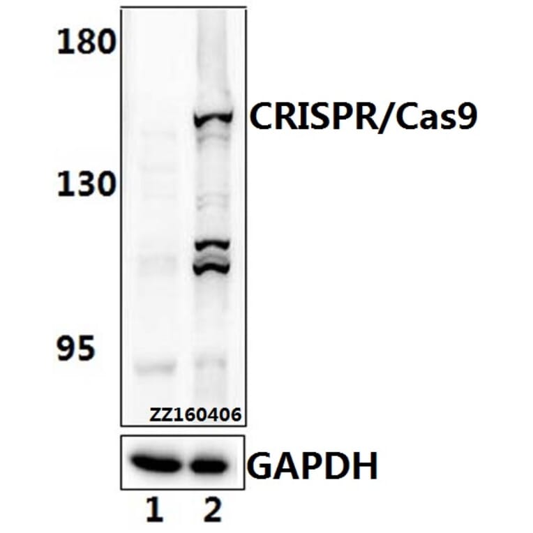 Anti-CRISPR/Cas9 (D1100) Antibody from Bioworld Technology (AP6039) - Antibodies.com