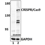 Anti-CRISPR/Cas9 (D1100) Antibody from Bioworld Technology (AP6039) - Antibodies.com