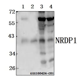 Anti-NRDP1 (V276) Antibody from Bioworld Technology (AP6042) - Antibodies.com