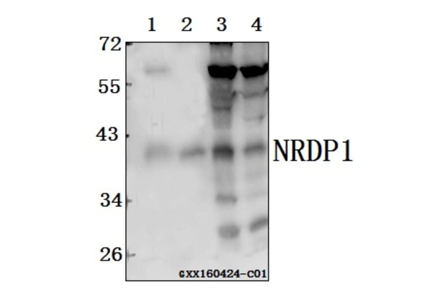 Anti-NRDP1 (V276) Antibody from Bioworld Technology (AP6042) - Antibodies.com