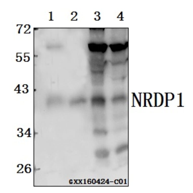 Anti-NRDP1 (V276) Antibody from Bioworld Technology (AP6042) - Antibodies.com