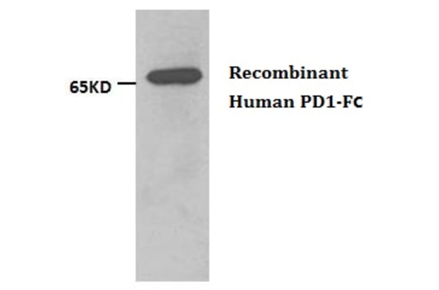 Anti-PD1 (Humanized) Antibody from Bioworld Technology (AP6666) - Antibodies.com