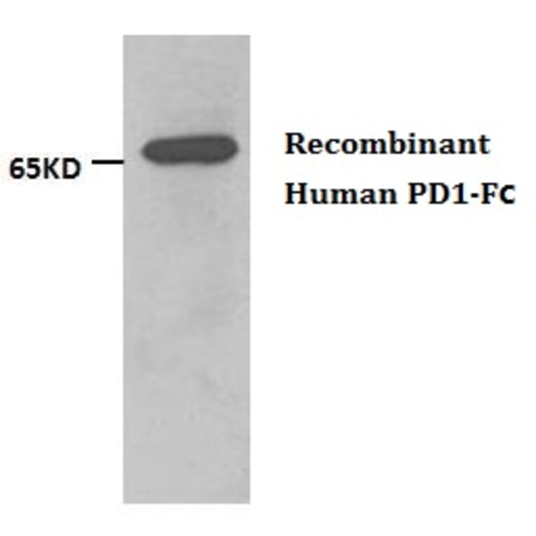 Anti-PD1 (Humanized) Antibody from Bioworld Technology (AP6666) - Antibodies.com