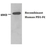 Anti-PD1 (Humanized) Antibody from Bioworld Technology (AP6666) - Antibodies.com