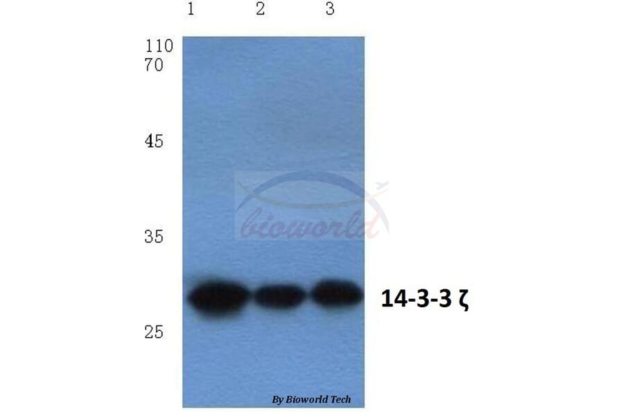 Anti-14-3-3 ζ (V52) Antibody from Bioworld Technology (BS1001) - Antibodies.com