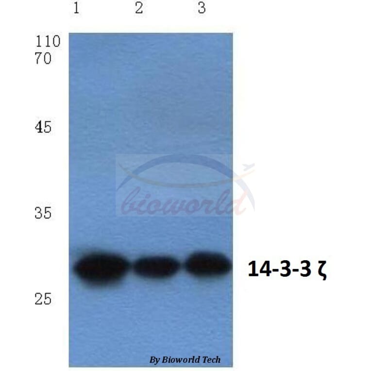 Anti-14-3-3 ζ (V52) Antibody from Bioworld Technology (BS1001) - Antibodies.com