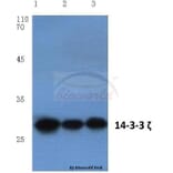 Anti-14-3-3 ζ (V52) Antibody from Bioworld Technology (BS1001) - Antibodies.com