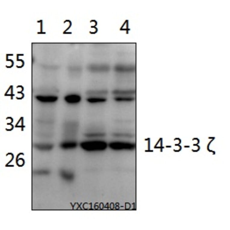 Anti-14-3-3 ζ (V52) Antibody from Bioworld Technology (BS1001) - Antibodies.com