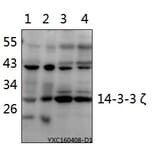 Anti-14-3-3 ζ (V52) Antibody from Bioworld Technology (BS1001) - Antibodies.com