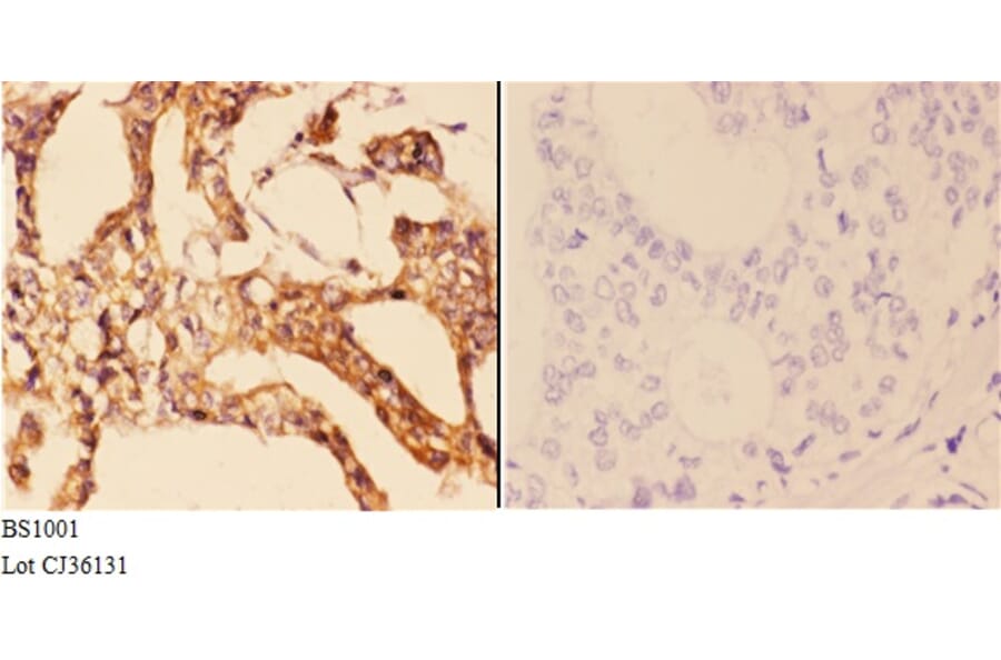Anti-14-3-3 ζ (V52) Antibody from Bioworld Technology (BS1001) - Antibodies.com