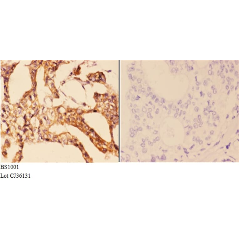 Anti-14-3-3 ζ (V52) Antibody from Bioworld Technology (BS1001) - Antibodies.com