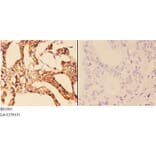 Anti-14-3-3 ζ (V52) Antibody from Bioworld Technology (BS1001) - Antibodies.com