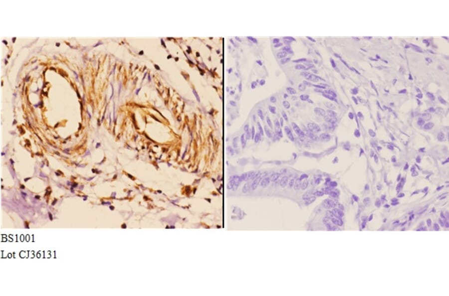 Anti-14-3-3 ζ (V52) Antibody from Bioworld Technology (BS1001) - Antibodies.com