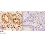 Anti-14-3-3 ζ (V52) Antibody from Bioworld Technology (BS1001) - Antibodies.com