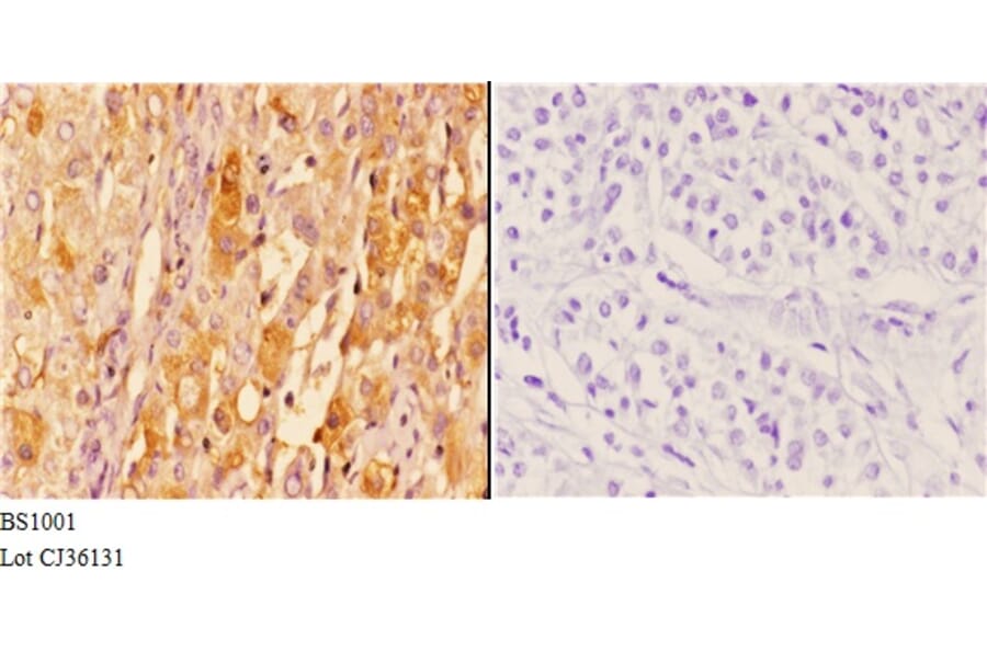 Anti-14-3-3 ζ (V52) Antibody from Bioworld Technology (BS1001) - Antibodies.com