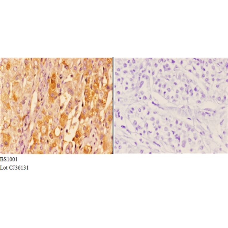 Anti-14-3-3 ζ (V52) Antibody from Bioworld Technology (BS1001) - Antibodies.com