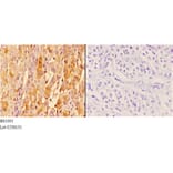 Anti-14-3-3 ζ (V52) Antibody from Bioworld Technology (BS1001) - Antibodies.com