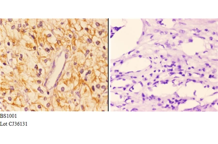 Anti-14-3-3 ζ (V52) Antibody from Bioworld Technology (BS1001) - Antibodies.com