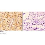 Anti-14-3-3 ζ (V52) Antibody from Bioworld Technology (BS1001) - Antibodies.com