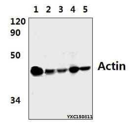 Anti-Actin (E361) Antibody from Bioworld Technology (BS1002) - Antibodies.com