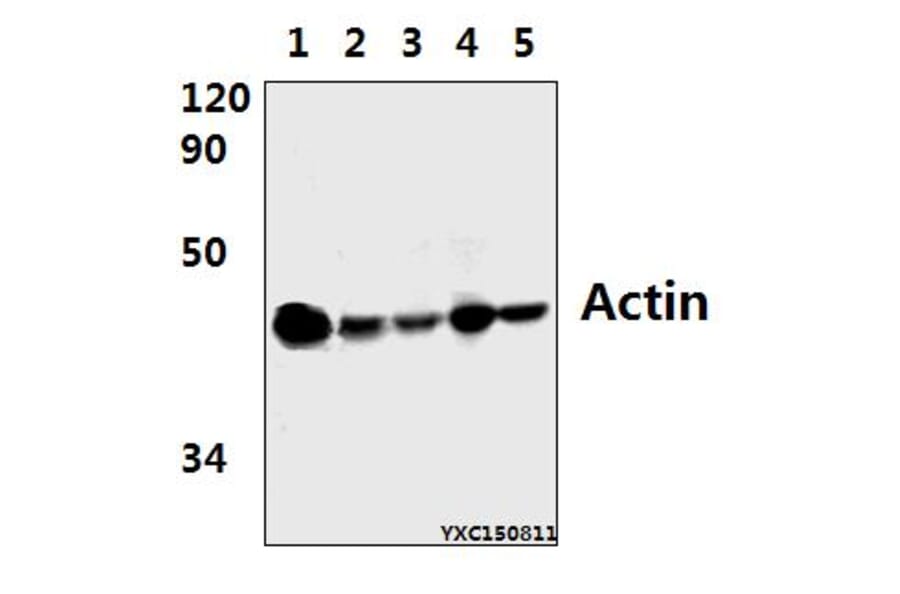 Anti-Actin (E361) Antibody from Bioworld Technology (BS1002) - Antibodies.com