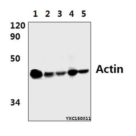 Anti-Actin (E361) Antibody from Bioworld Technology (BS1002) - Antibodies.com