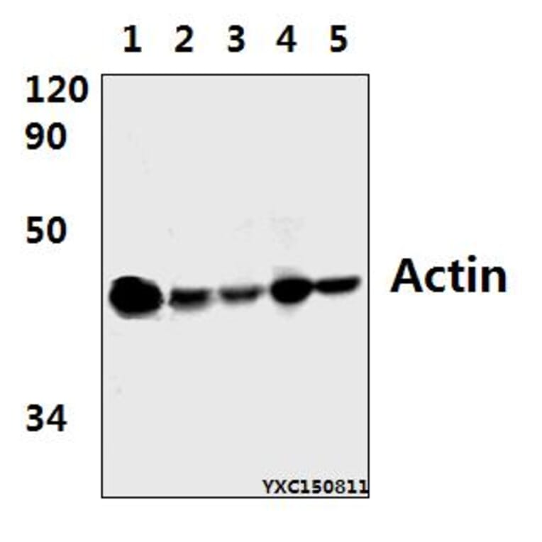 Anti-Actin (E361) Antibody from Bioworld Technology (BS1002) - Antibodies.com