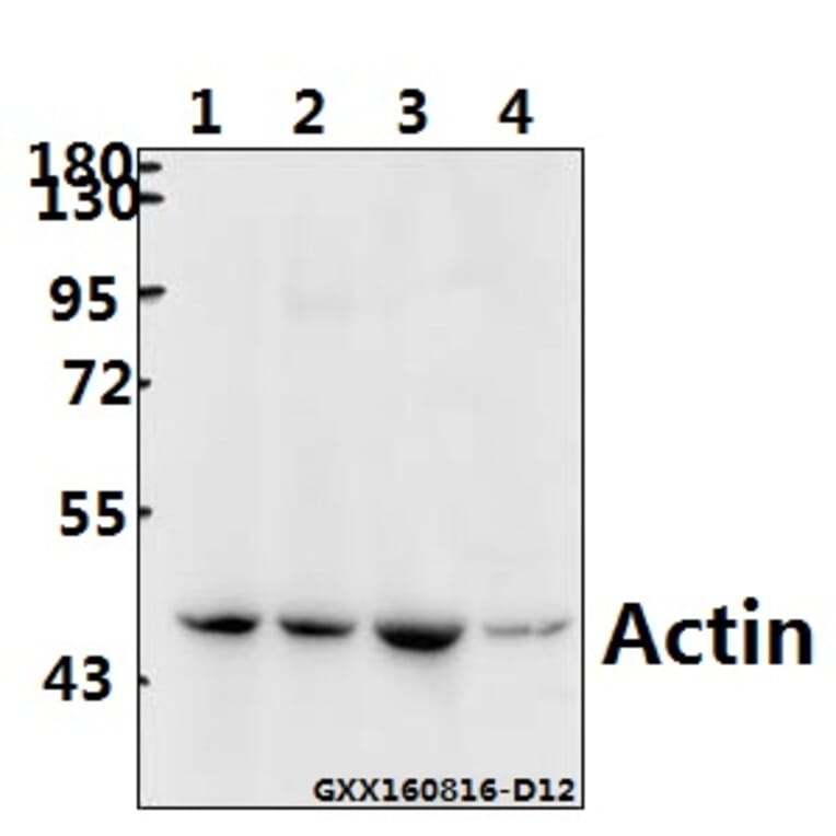 Anti-Actin (E361) Antibody from Bioworld Technology (BS1002) - Antibodies.com