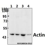 Anti-Actin (E361) Antibody from Bioworld Technology (BS1002) - Antibodies.com