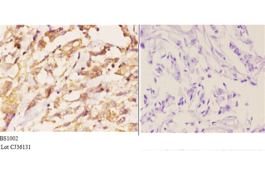 Anti-Actin (E361) Antibody from Bioworld Technology (BS1002) - Antibodies.com