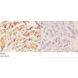 Anti-Actin (E361) Antibody from Bioworld Technology (BS1002) - Antibodies.com