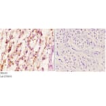 Anti-Actin (E361) Antibody from Bioworld Technology (BS1002) - Antibodies.com