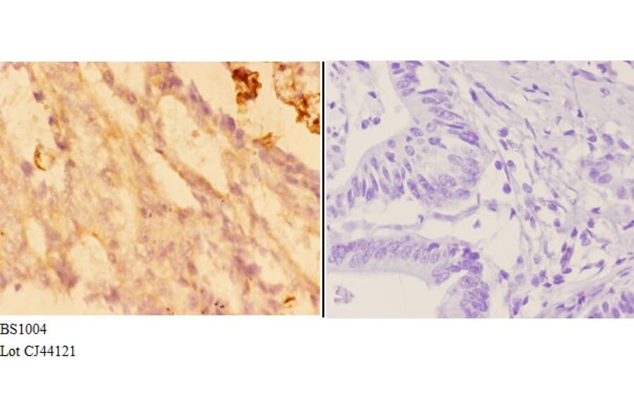 Anti-Actin-α3/γ2 (E2) Antibody from Bioworld Technology (BS1004) - Antibodies.com