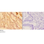 Anti-Actin-α3/γ2 (E2) Antibody from Bioworld Technology (BS1004) - Antibodies.com