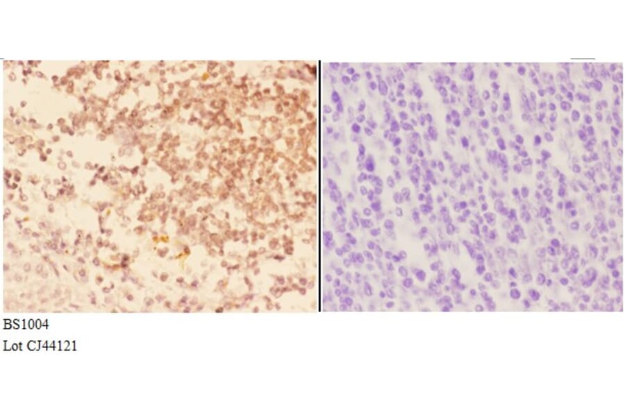 Anti-Actin-α3/γ2 (E2) Antibody from Bioworld Technology (BS1004) - Antibodies.com