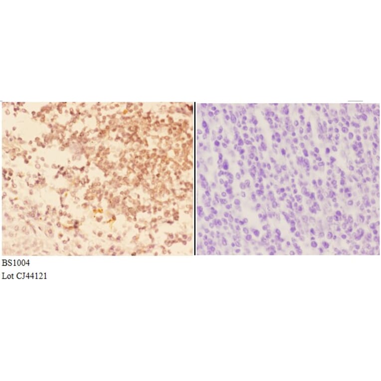 Anti-Actin-α3/γ2 (E2) Antibody from Bioworld Technology (BS1004) - Antibodies.com