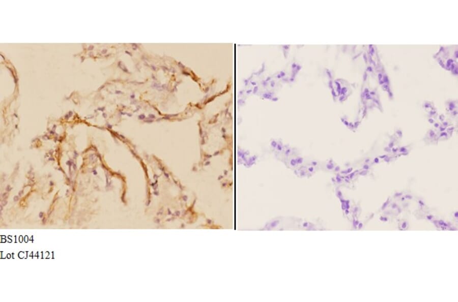 Anti-Actin-α3/γ2 (E2) Antibody from Bioworld Technology (BS1004) - Antibodies.com
