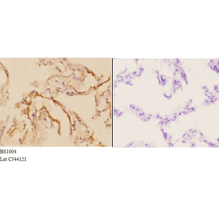 Anti-Actin-α3/γ2 (E2) Antibody from Bioworld Technology (BS1004) - Antibodies.com