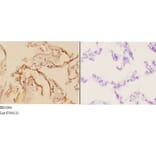 Anti-Actin-α3/γ2 (E2) Antibody from Bioworld Technology (BS1004) - Antibodies.com