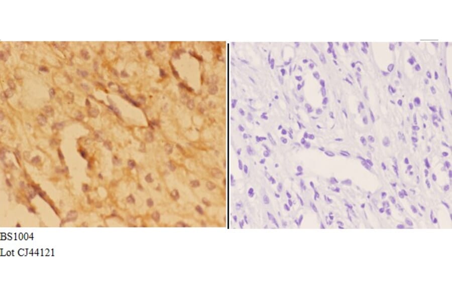 Anti-Actin-α3/γ2 (E2) Antibody from Bioworld Technology (BS1004) - Antibodies.com
