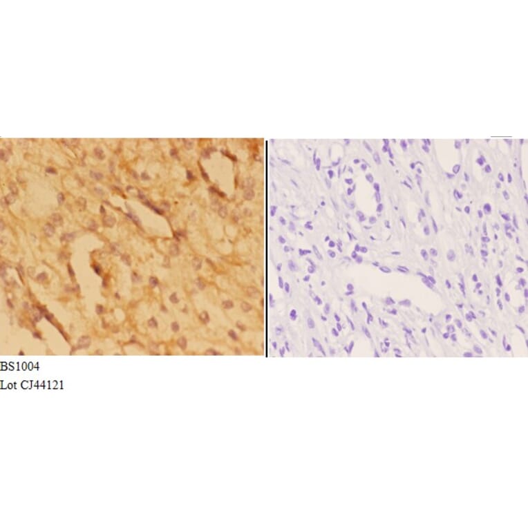 Anti-Actin-α3/γ2 (E2) Antibody from Bioworld Technology (BS1004) - Antibodies.com