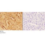 Anti-Actin-α3/γ2 (E2) Antibody from Bioworld Technology (BS1004) - Antibodies.com