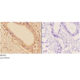 Anti-Adducin α/β (K720) Antibody from Bioworld Technology (BS1005) - Antibodies.com